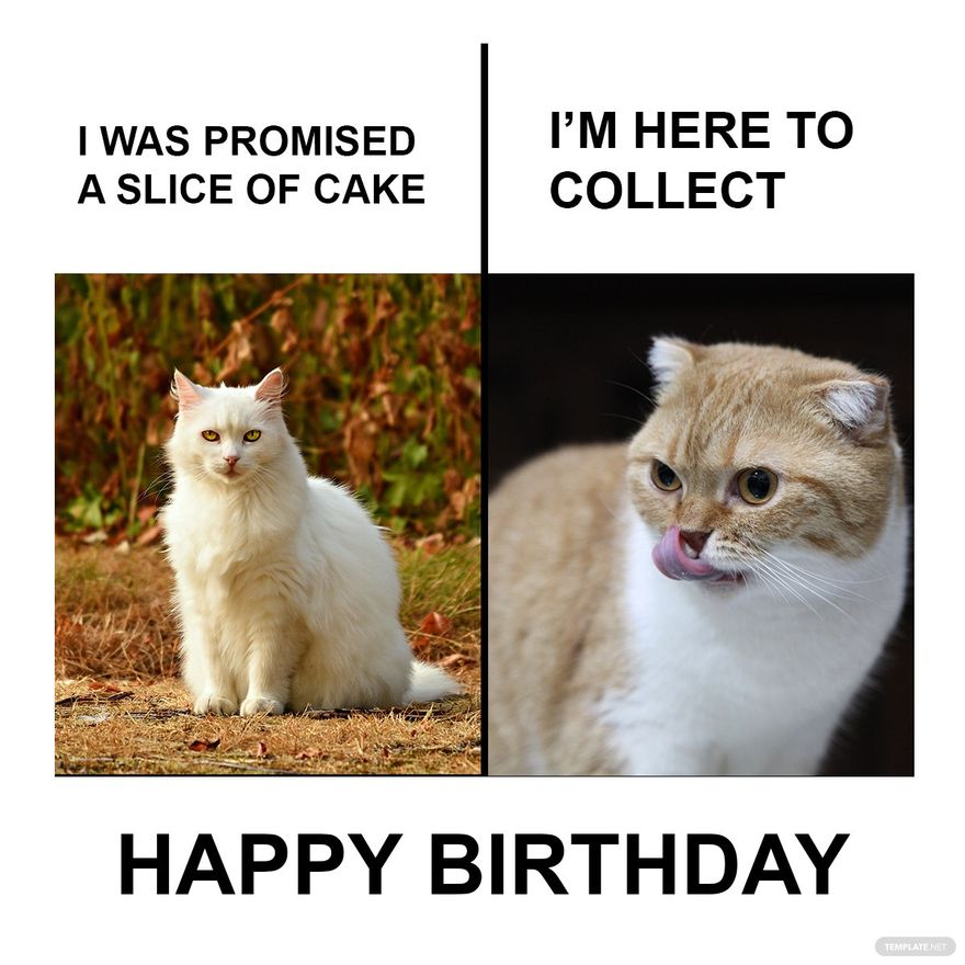 The weirdest thing is Alyssa's cat would totally eat birthday cake, and he  is orange. | Cat birthday memes, Birthday wishes funny, Cat birthday