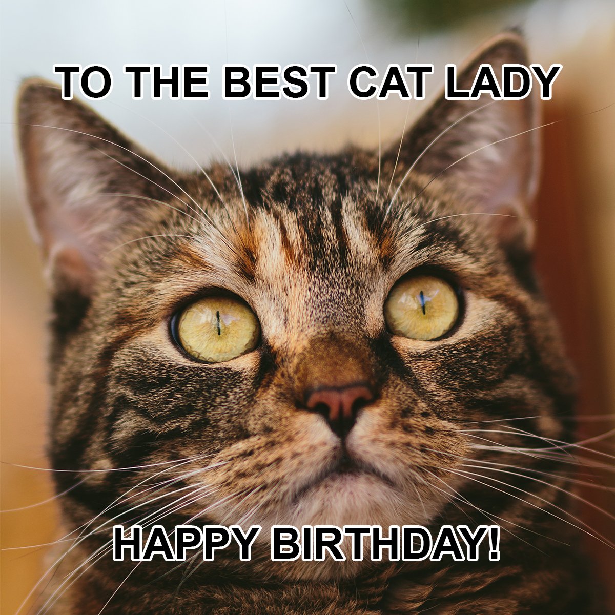funny happy birthday cat images