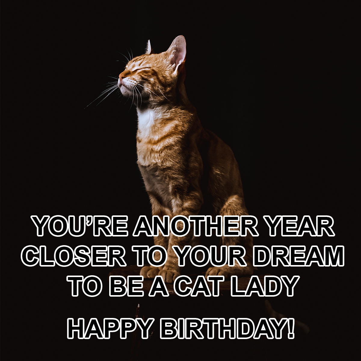 happy birthday friend funny cat