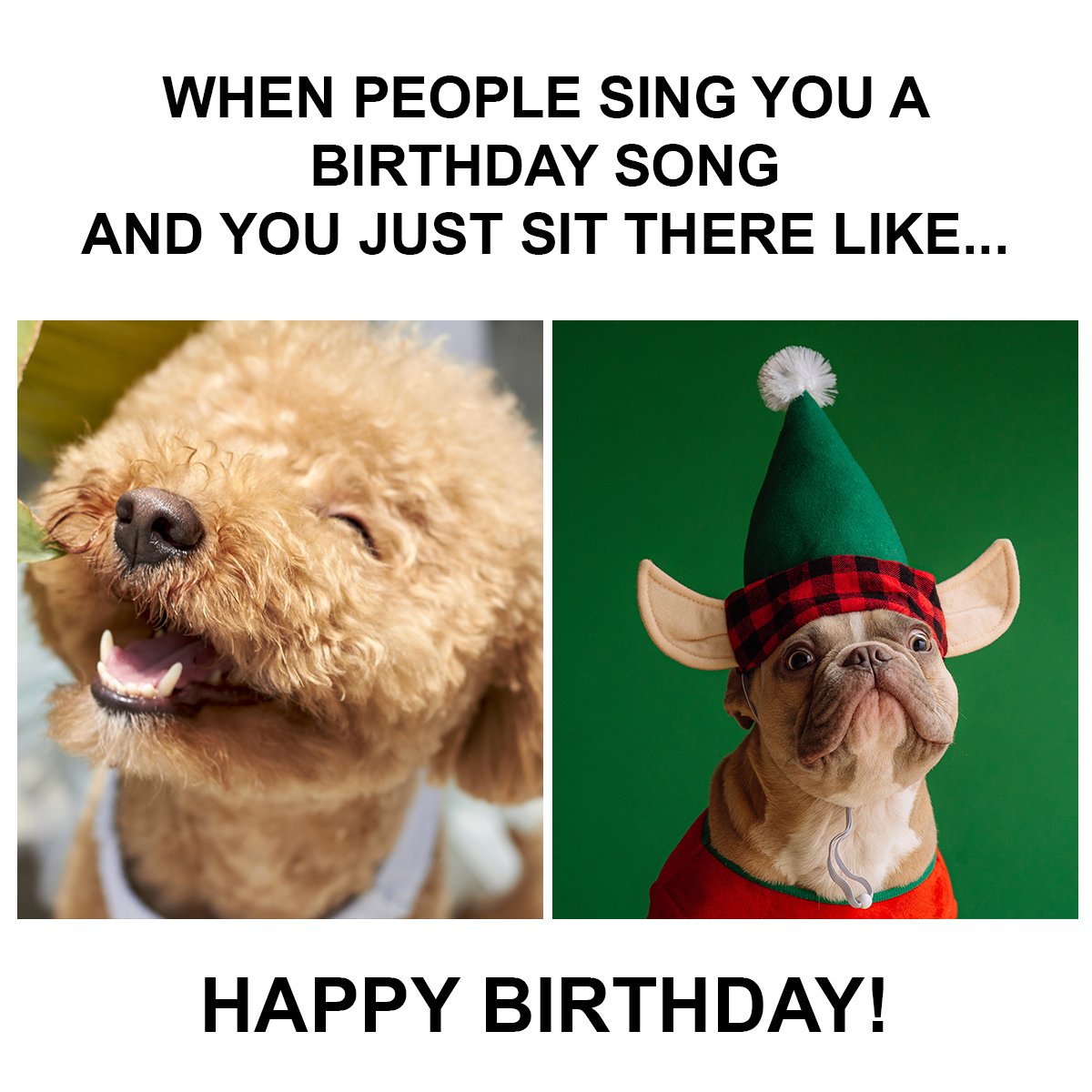 Funny Happy Birthday Memes Images To Share With Frien - vrogue.co