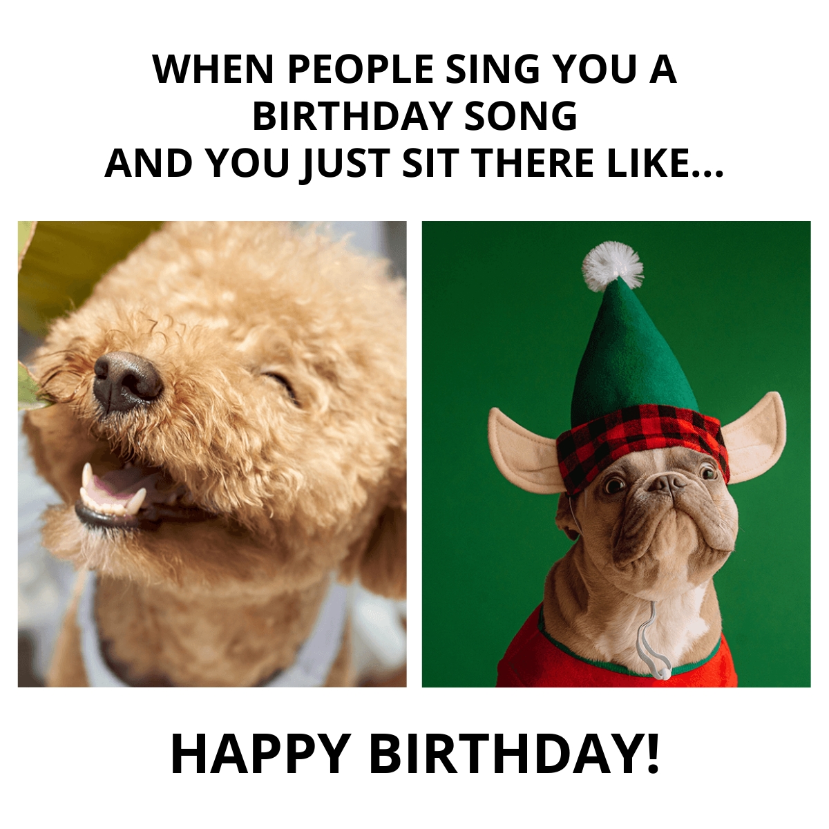 Dog Funny Song For Birthday Video Dog Happy Birthday Funny Video