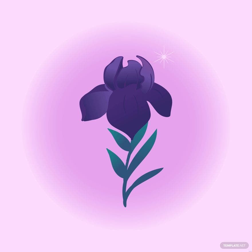 Iris Flower Illustration