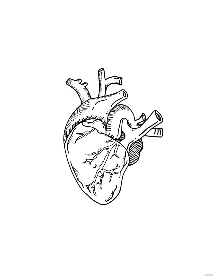 Free Human Heart Drawing