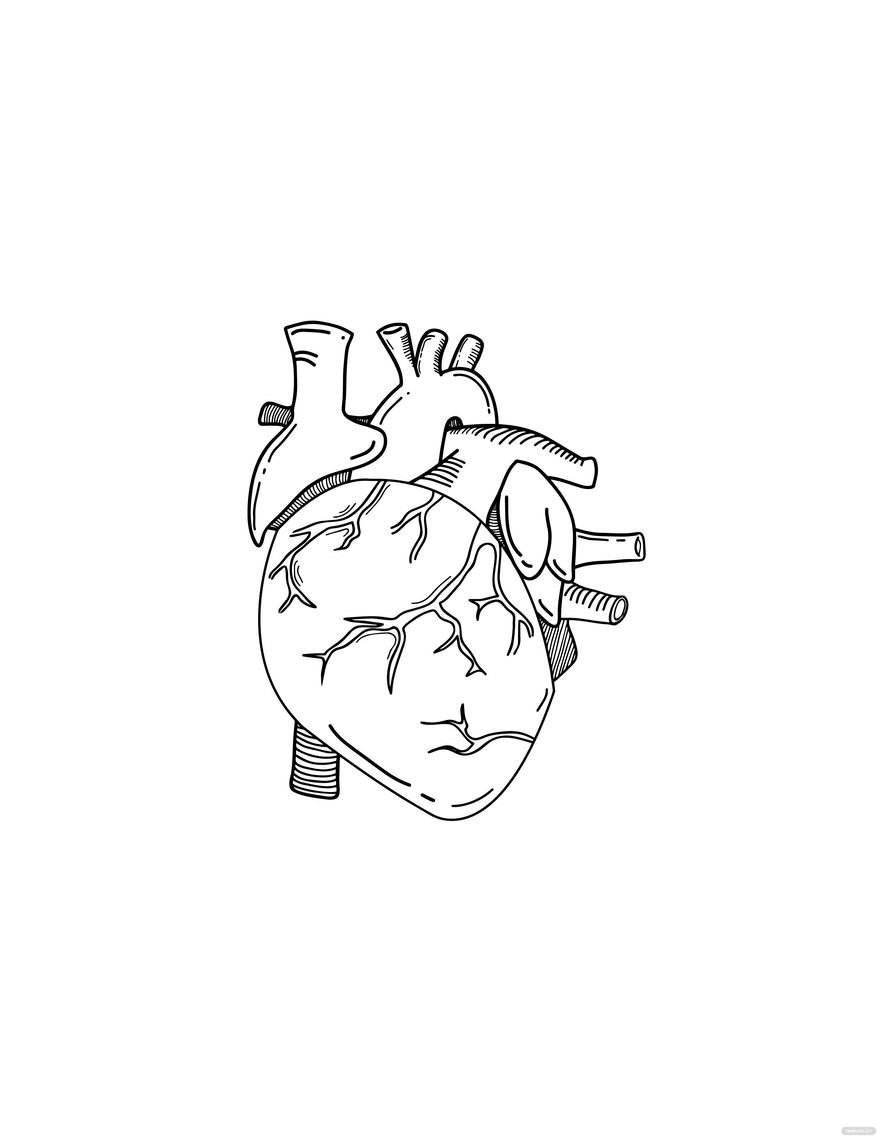 Anatomical Heart Drawing