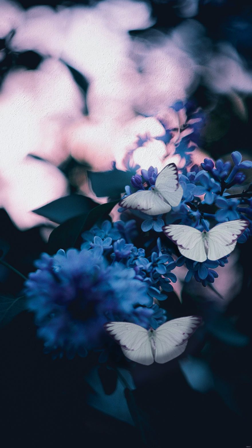 White Blur Background - JPG 