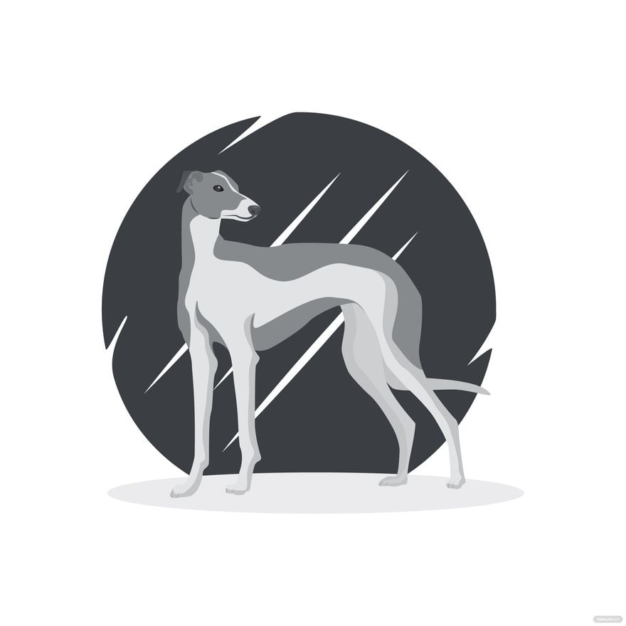 Free Greyhound Dog Vector in Illustrator, EPS, SVG, JPG, PNG