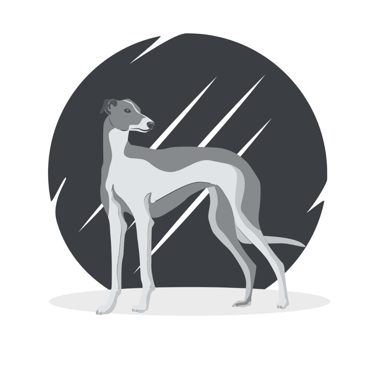 Greyhound Dog Vector Template