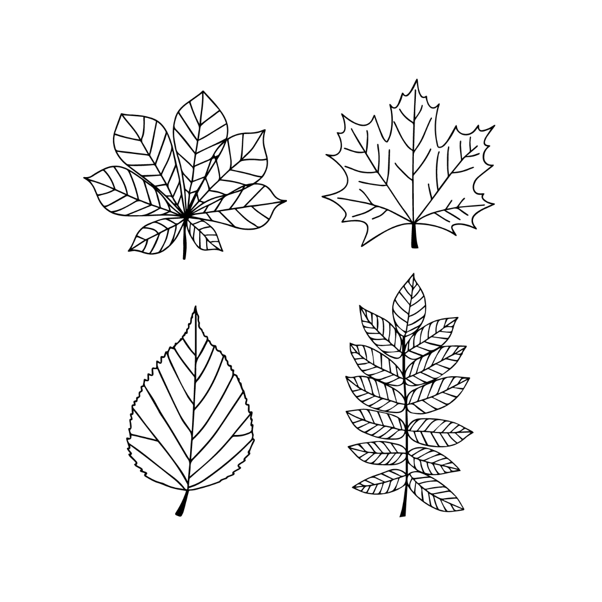 Black And White Autumn Leaves Vector Template