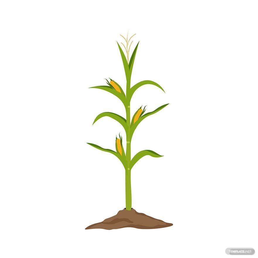 Free Corn Plant Vector