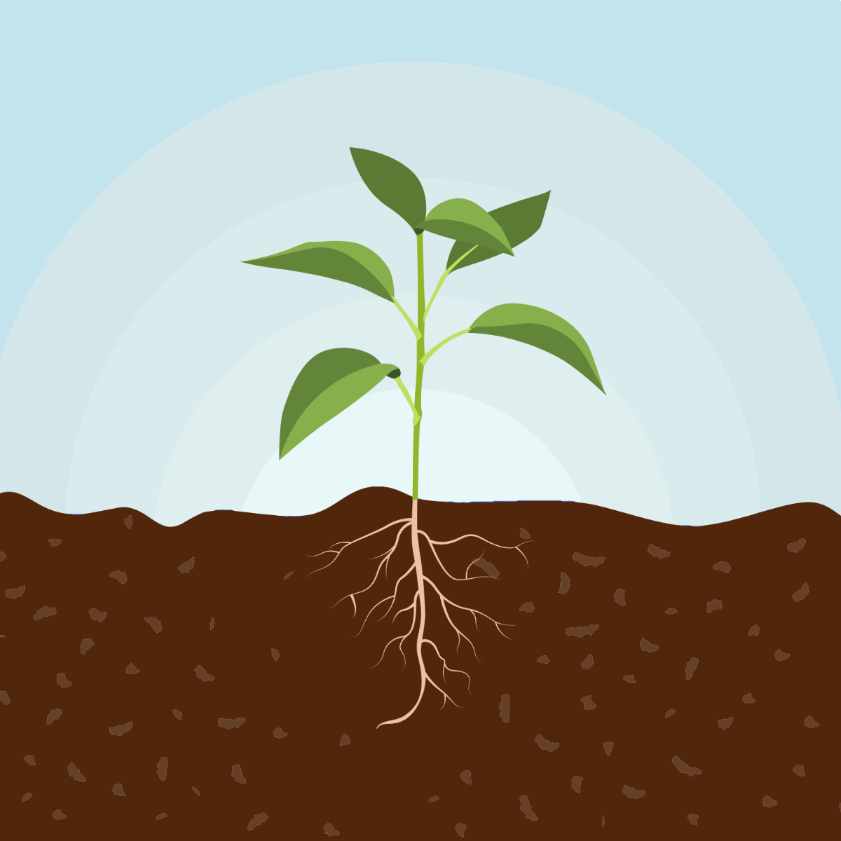 Plant With Soil Vector