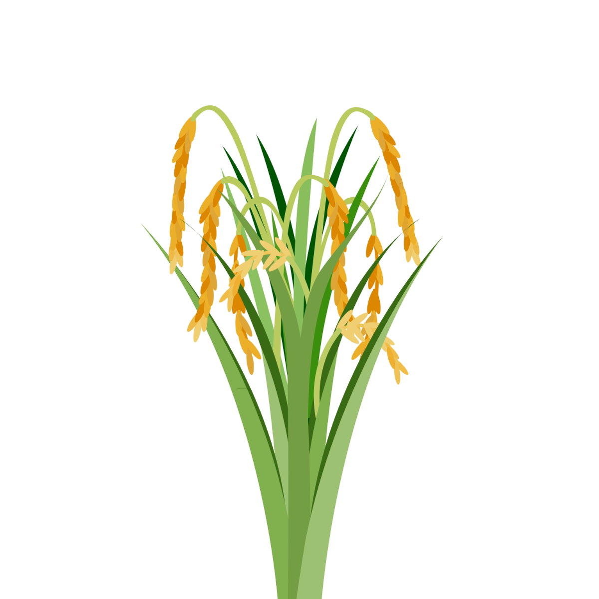 Rice Plant Vector Template