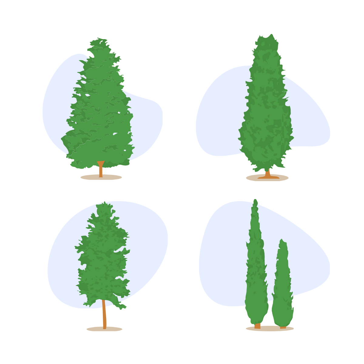 Cypress Tree Vector Template