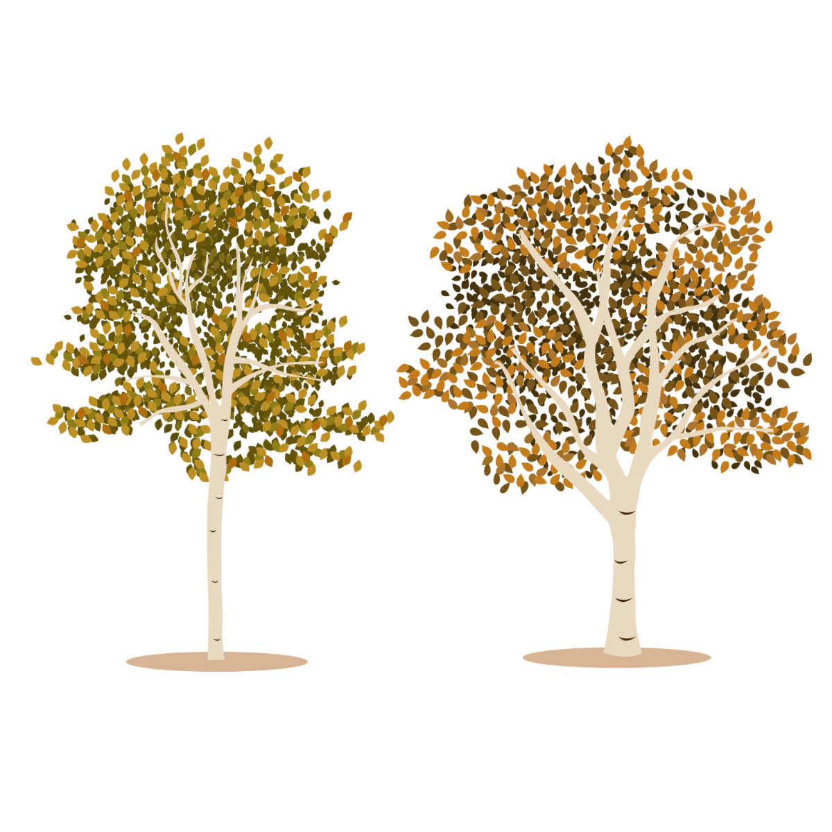 Aspen Tree Vector Template