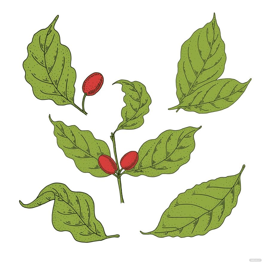 Coffee Leaf Vector in Illustrator, EPS, SVG, JPG, PNG