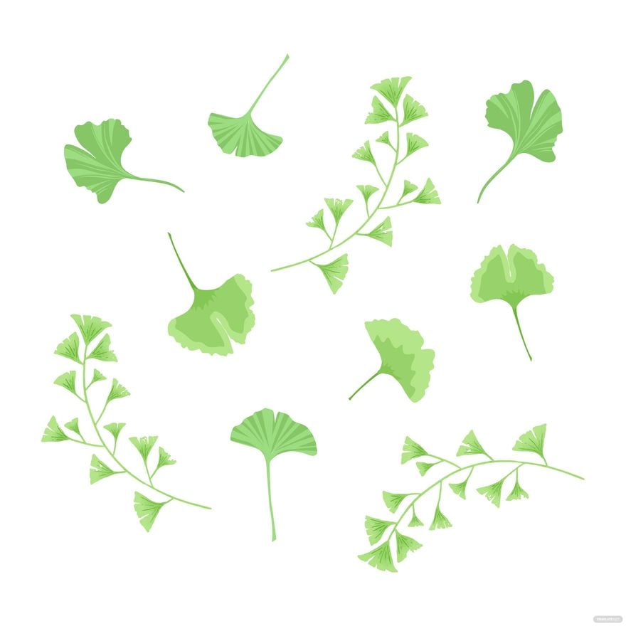 Ginkgo Leaf Vector in Illustrator, EPS, SVG, JPG, PNG