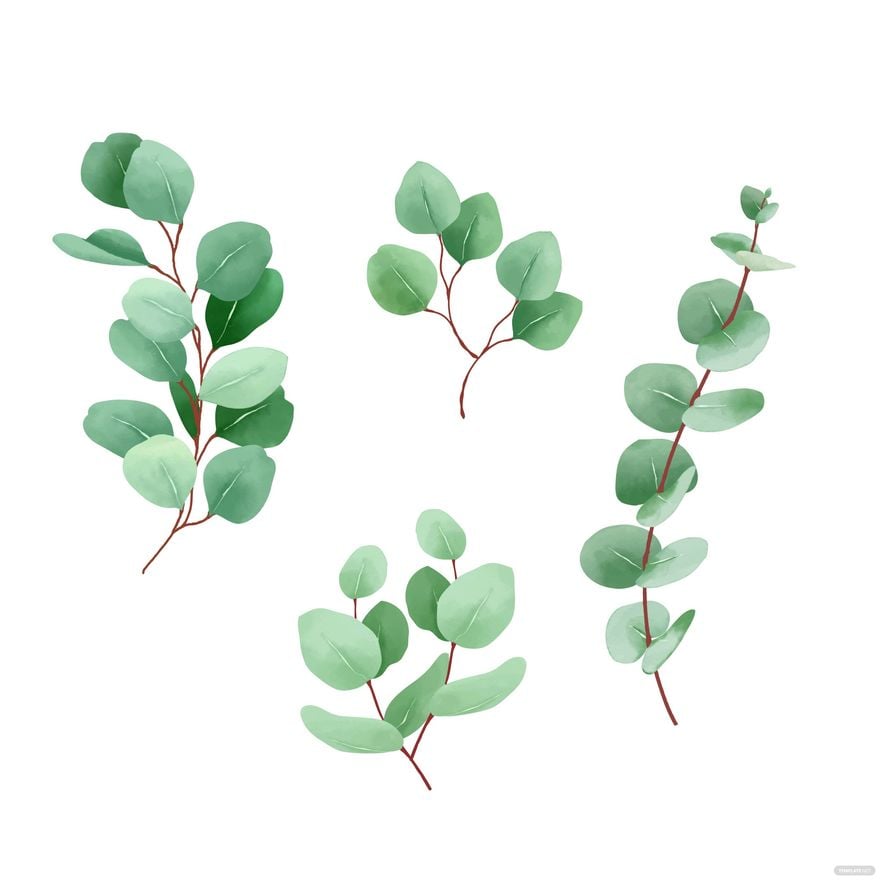 Eucalyptus Leaves Vector