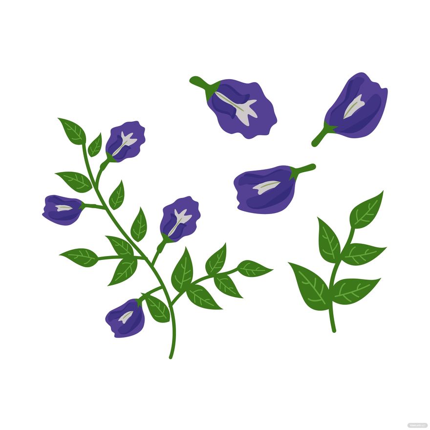 Free Butterfly Pea Vector EPS, Illustrator, JPG, PNG, SVG