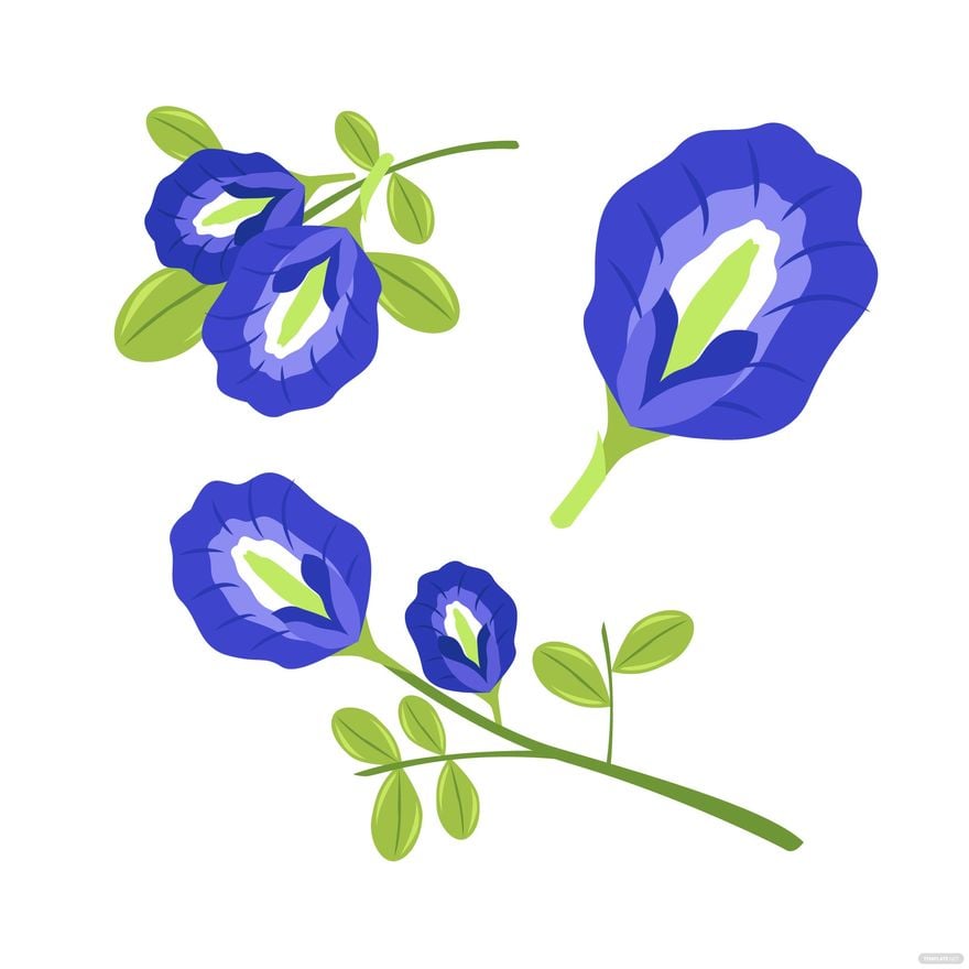 Free Butterfly Pea Flower Vector