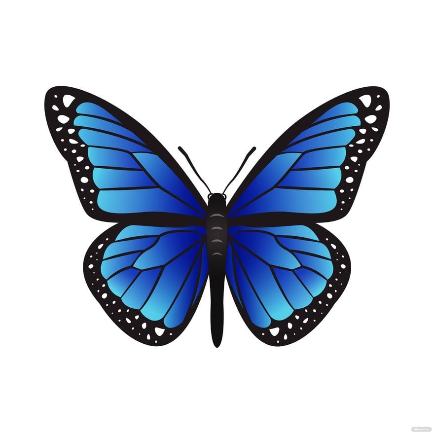 Realistic Butterfly Vector