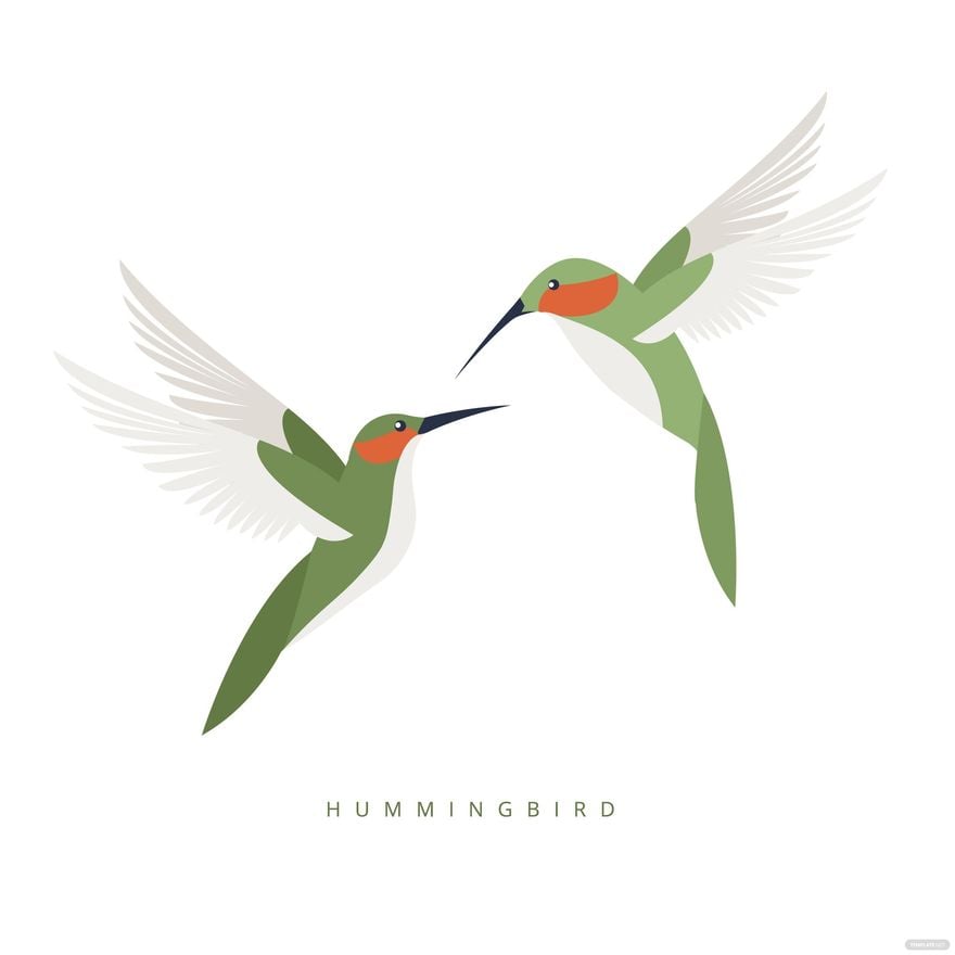 Hummingbird Vector in Illustrator, EPS, SVG, JPG, PNG