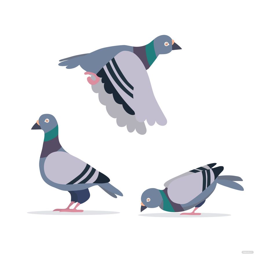 Pigeon Vector in Illustrator, EPS, SVG, JPG, PNG