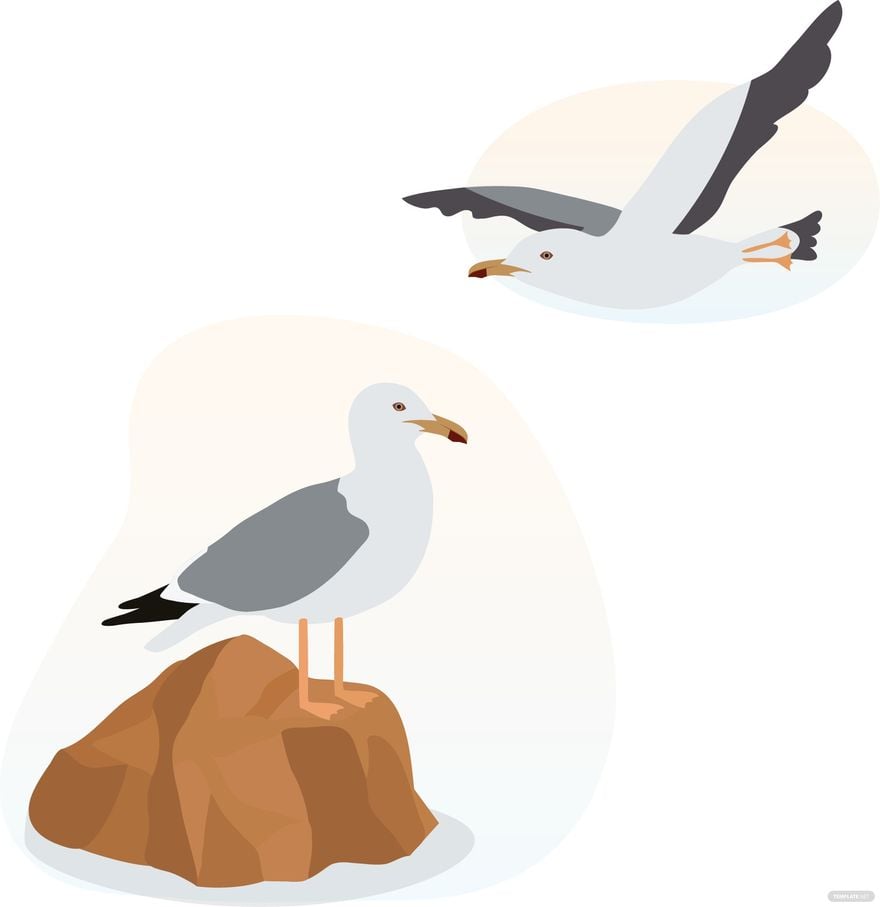 Seagull Vector in Illustrator, EPS, SVG, JPG, PNG