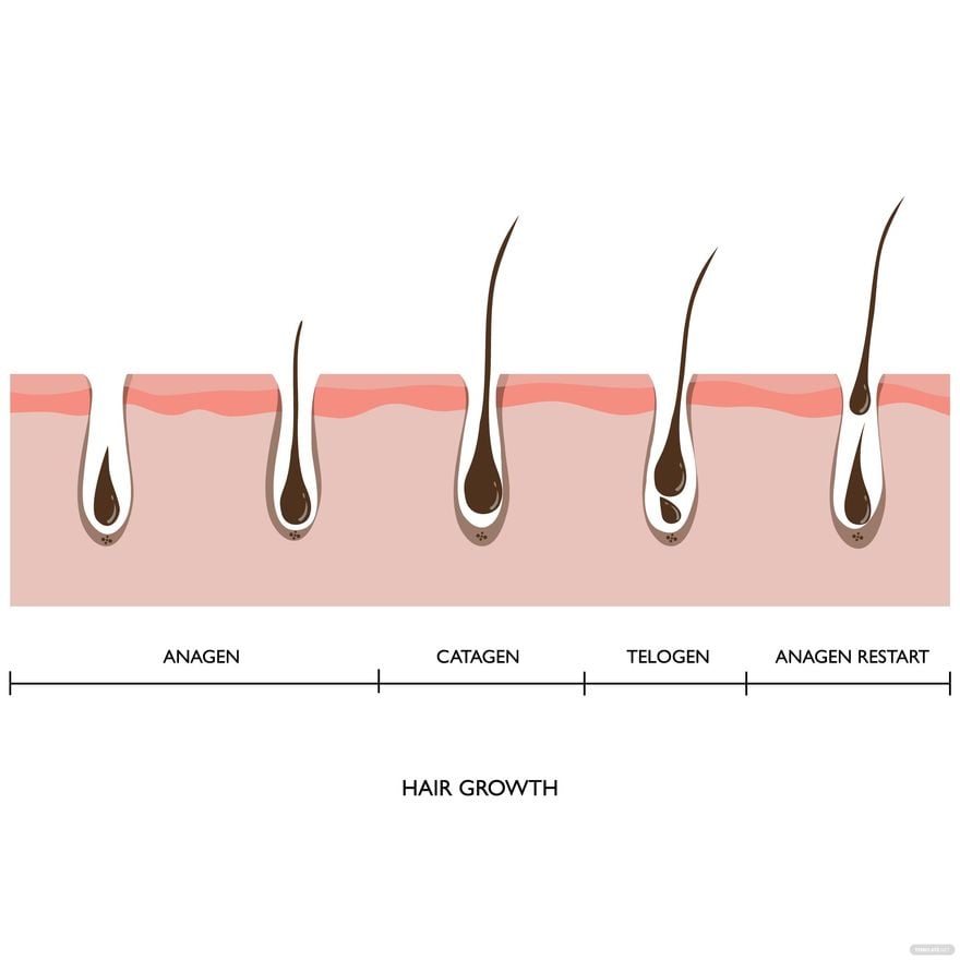 Hair Growth Vector