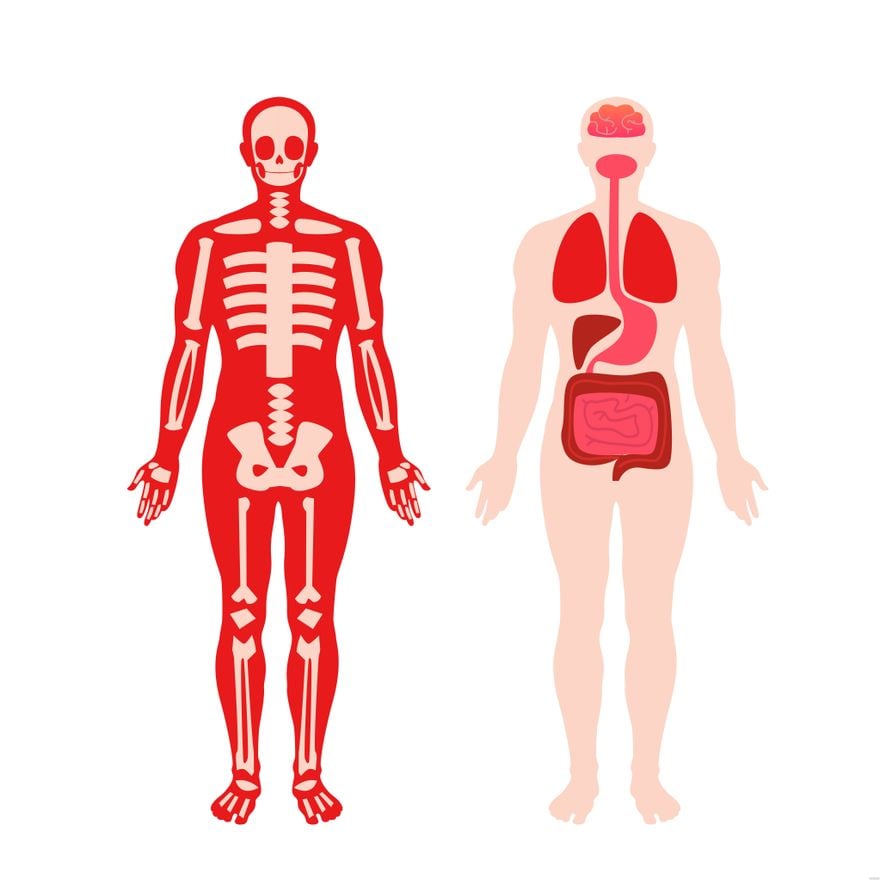 Free Human Anatomy Illustration - EPS, Illustrator, JPG, PNG, SVG |  