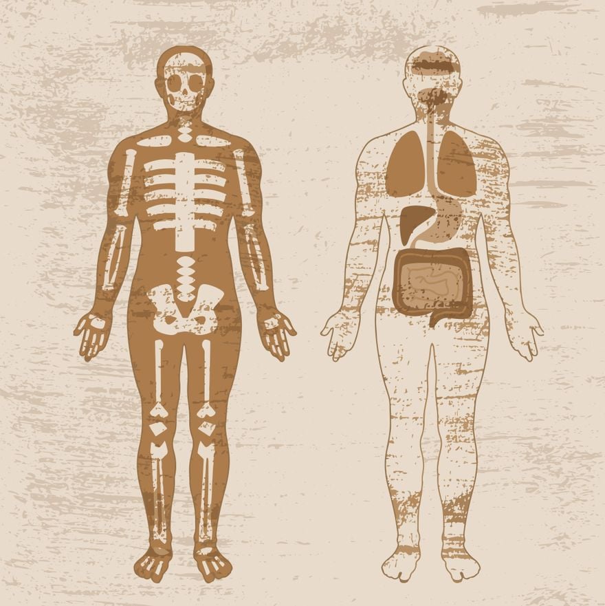 Vintage Anatomy Illustration