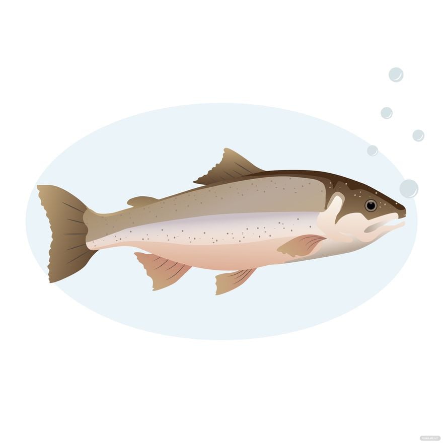 Salmon Fish Vector in Illustrator, EPS, SVG, JPG, PNG