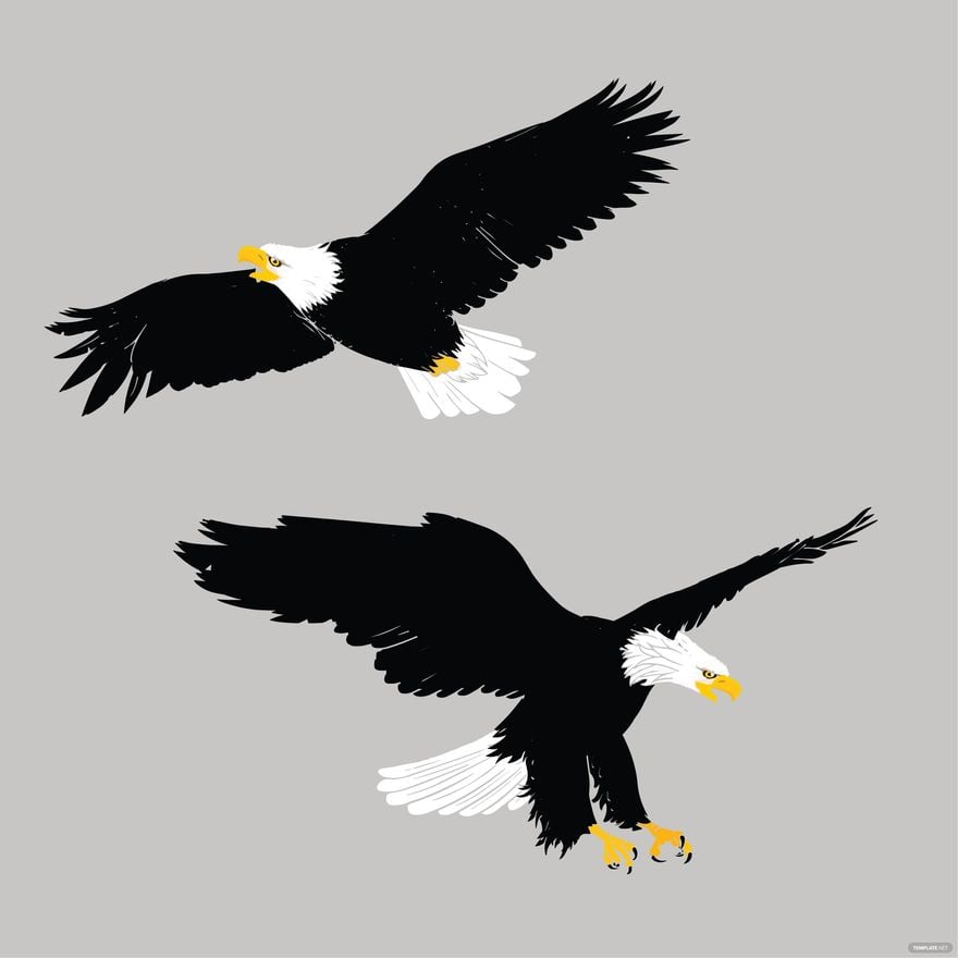 Wedge Tail Eagle Vector