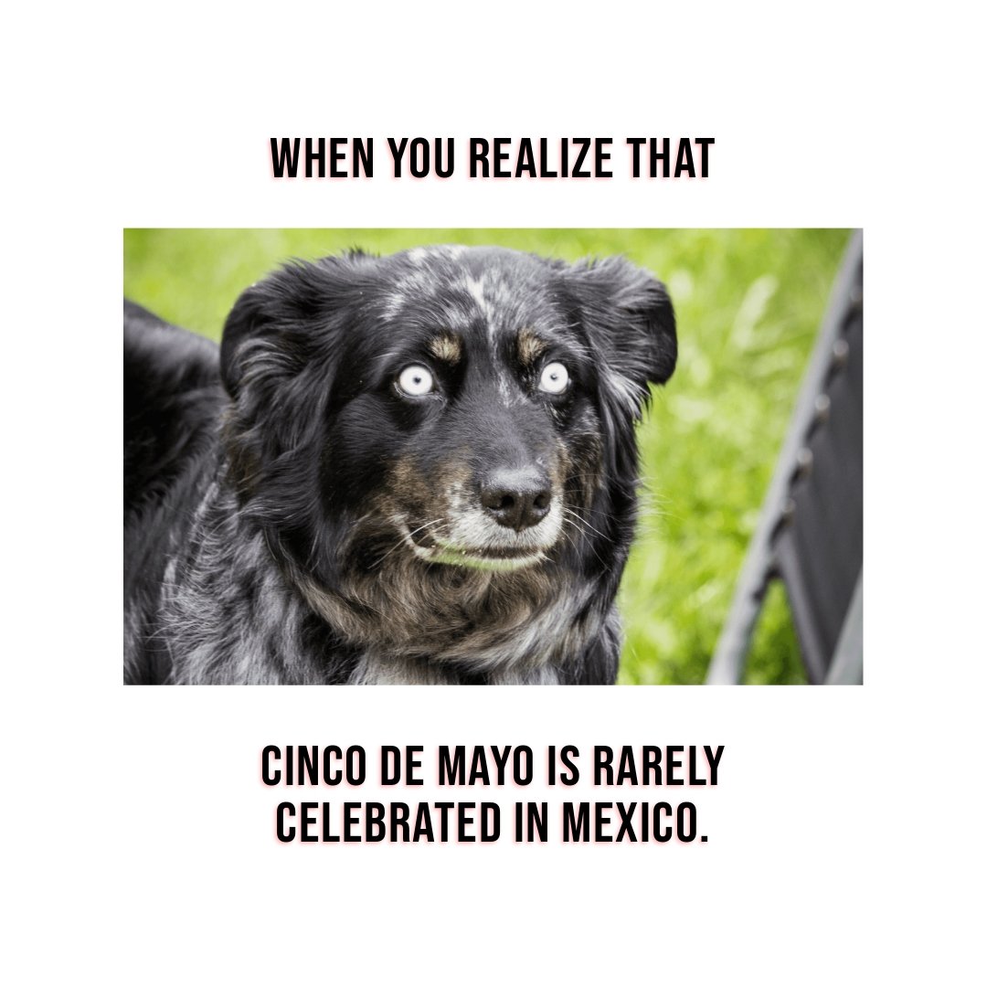 Cinco De Mayo Dog Meme Template