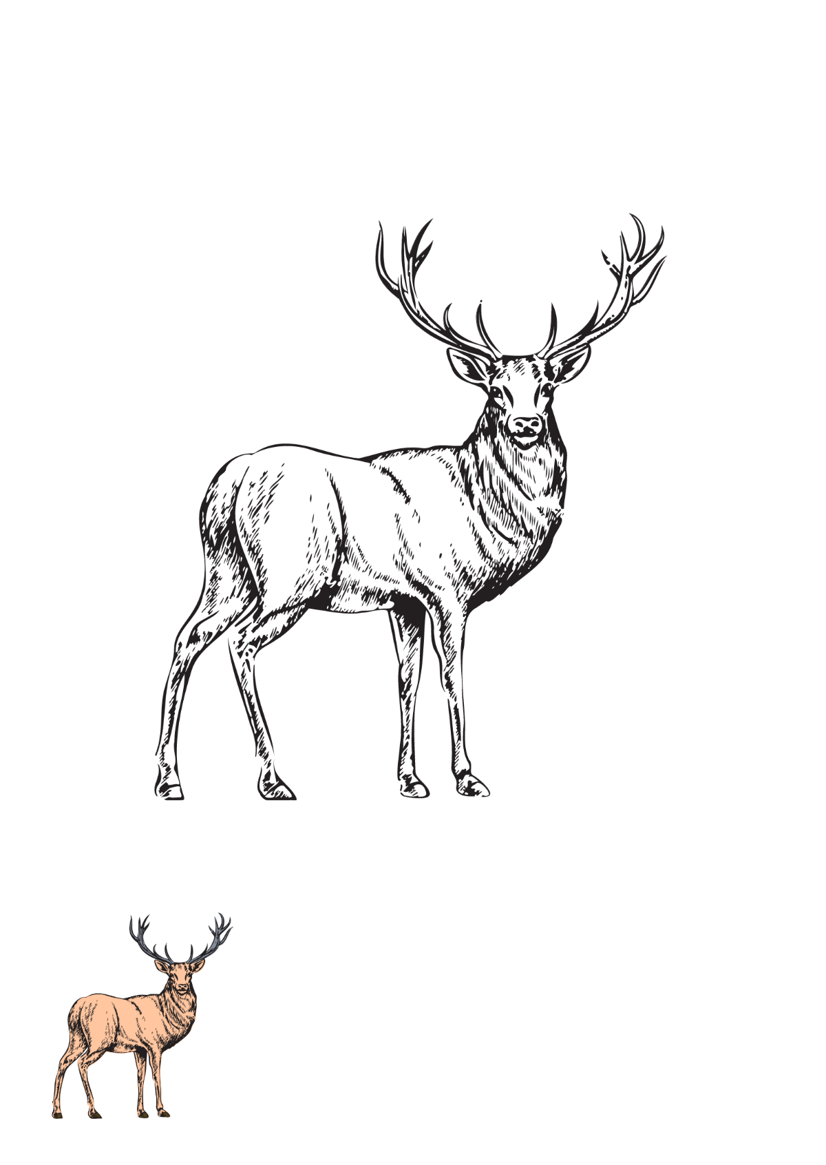 Vintage Deer Coloring Page Template