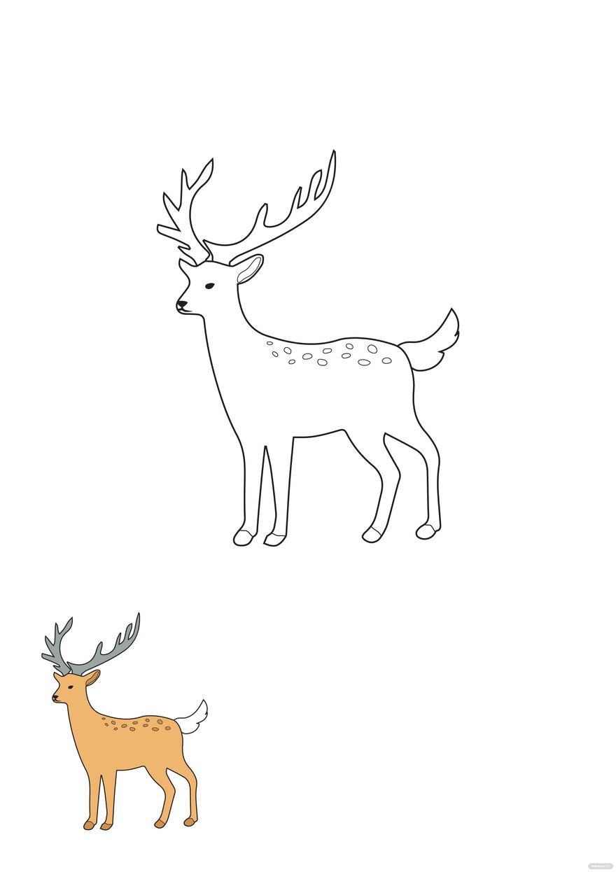Whitetail Deer Coloring Page