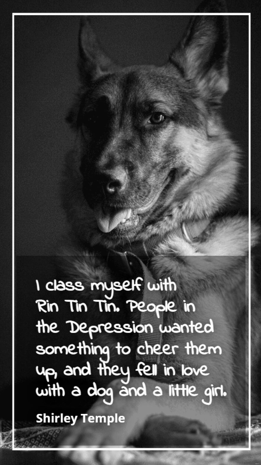 Shirley Temple - I class myself with Rin Tin Tin. People in the Depression wanted something to cheer them up, and they fell in love with a dog and a little girl.