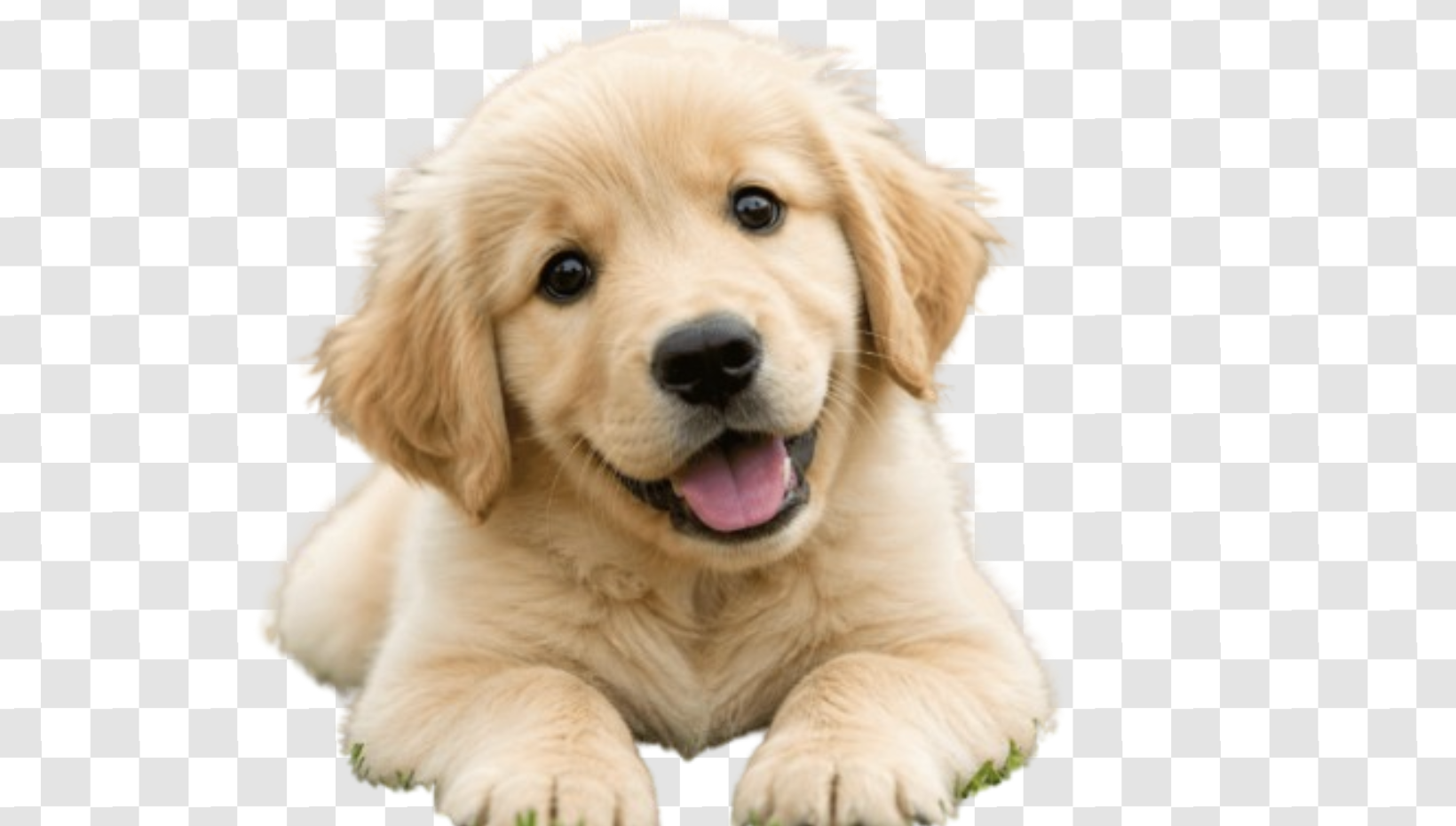 AI Transparent Background Generator