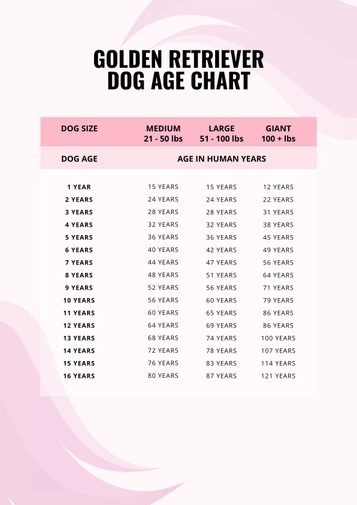 Golden Retriever Dog Age Chart