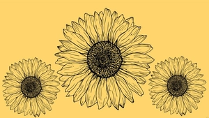 Tumblr Sunflower Background