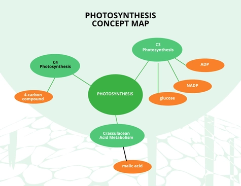 Photosynthesis Concept Map Template