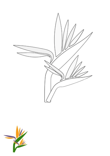 Free Tropical Flower Coloring Page Template to Edit Online