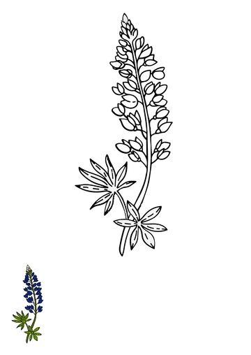 Free Bluebonnet Flower Coloring Page Template to Edit Online