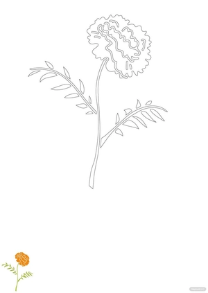 Marigold Flower Coloring Page