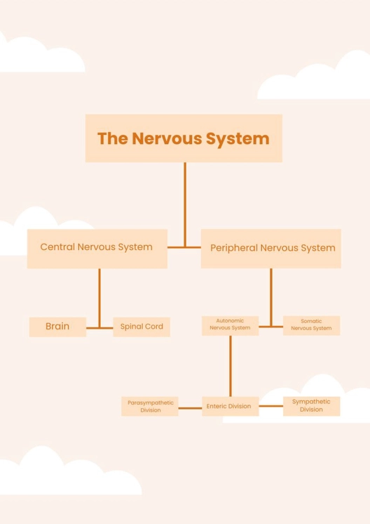 Nervous System Chart