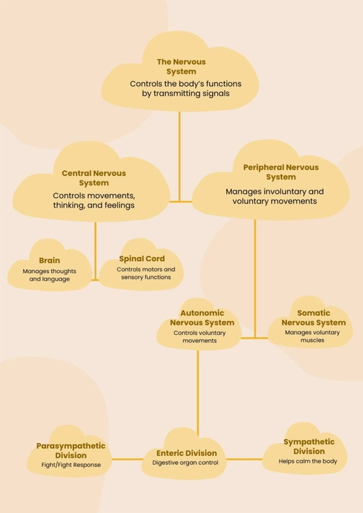 The Nervous System Chart