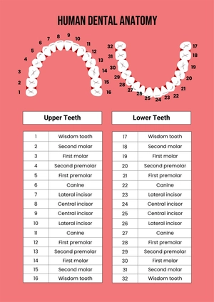Dental Chart