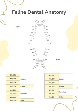 Feline Dental Chart