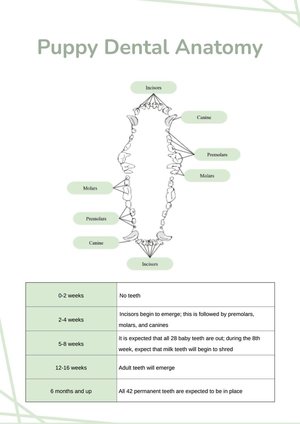Puppy Dental Chart