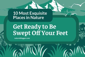 Nature Blog Banner