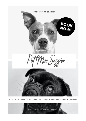 Free Pet Mini Session Template to Edit Online