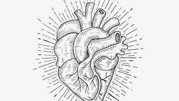 Free Anatomical Heart Background Template to Edit Online